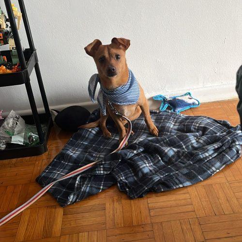 Enlarge Michael, a Adoptable mixed breed in Sunderland, ON image 2/5