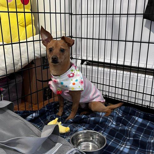 Enlarge Michael, a Adoptable mixed breed in Sunderland, ON image 4/5