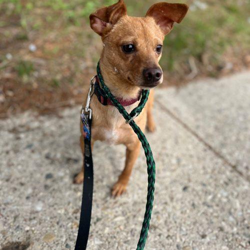 Enlarge Michael, a Adoptable mixed breed in Sunderland, ON image 5/5