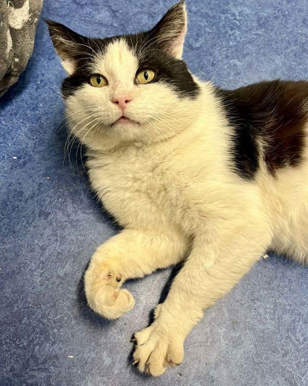 Enlarge Larry, a Adoptable mixed breed in Novato, CA image 1/6