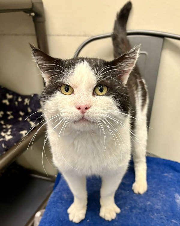 Enlarge Larry, a Adoptable mixed breed in Novato, CA image 2/6