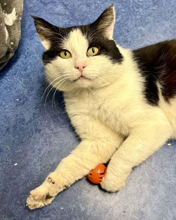 Enlarge Larry, a Adoptable mixed breed in Novato, CA image 4/6