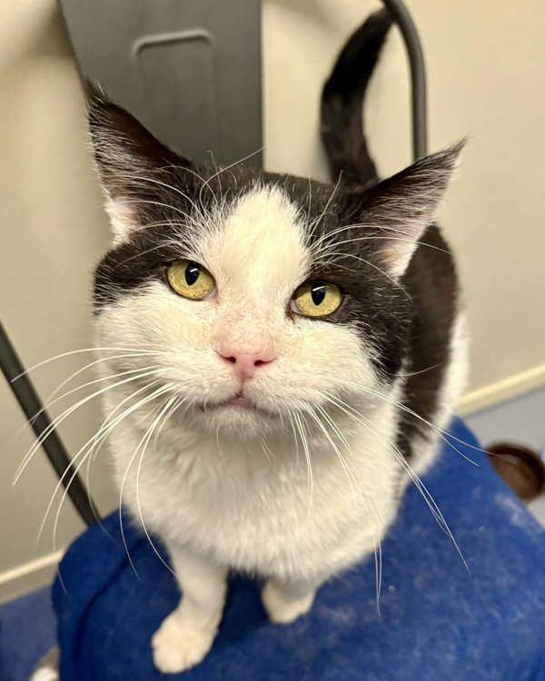 Enlarge Larry, a Adoptable mixed breed in Novato, CA image 5/6