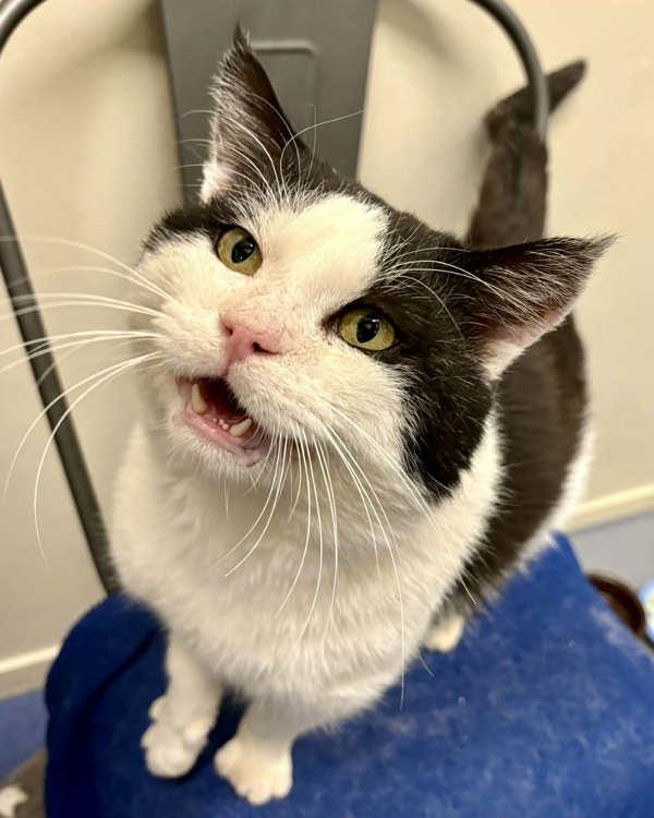 Enlarge Larry, a Adoptable mixed breed in Novato, CA image 6/6