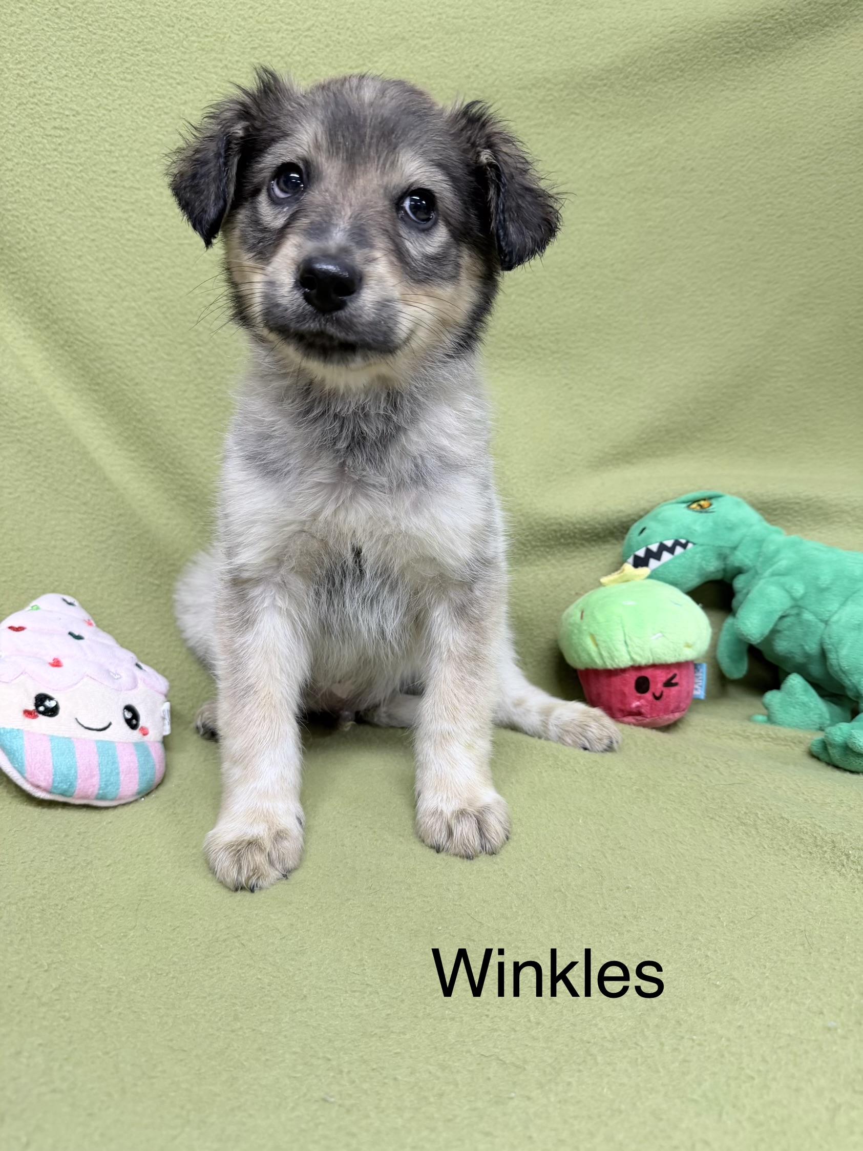 Enlarge Winkles, a ADOPTABLE mixed breed in Sylacauga, AL image 1/1