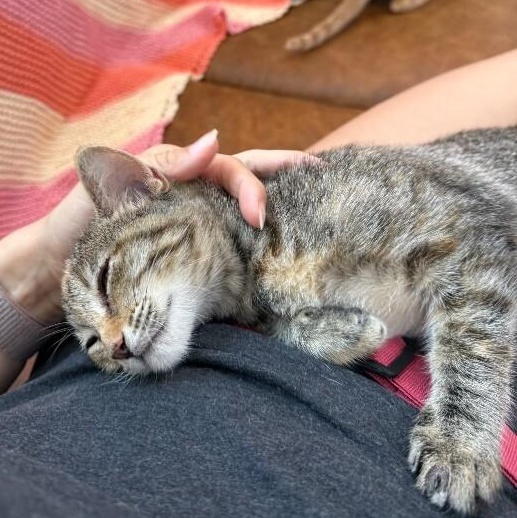 Nashville Barrera — thumbnail 4