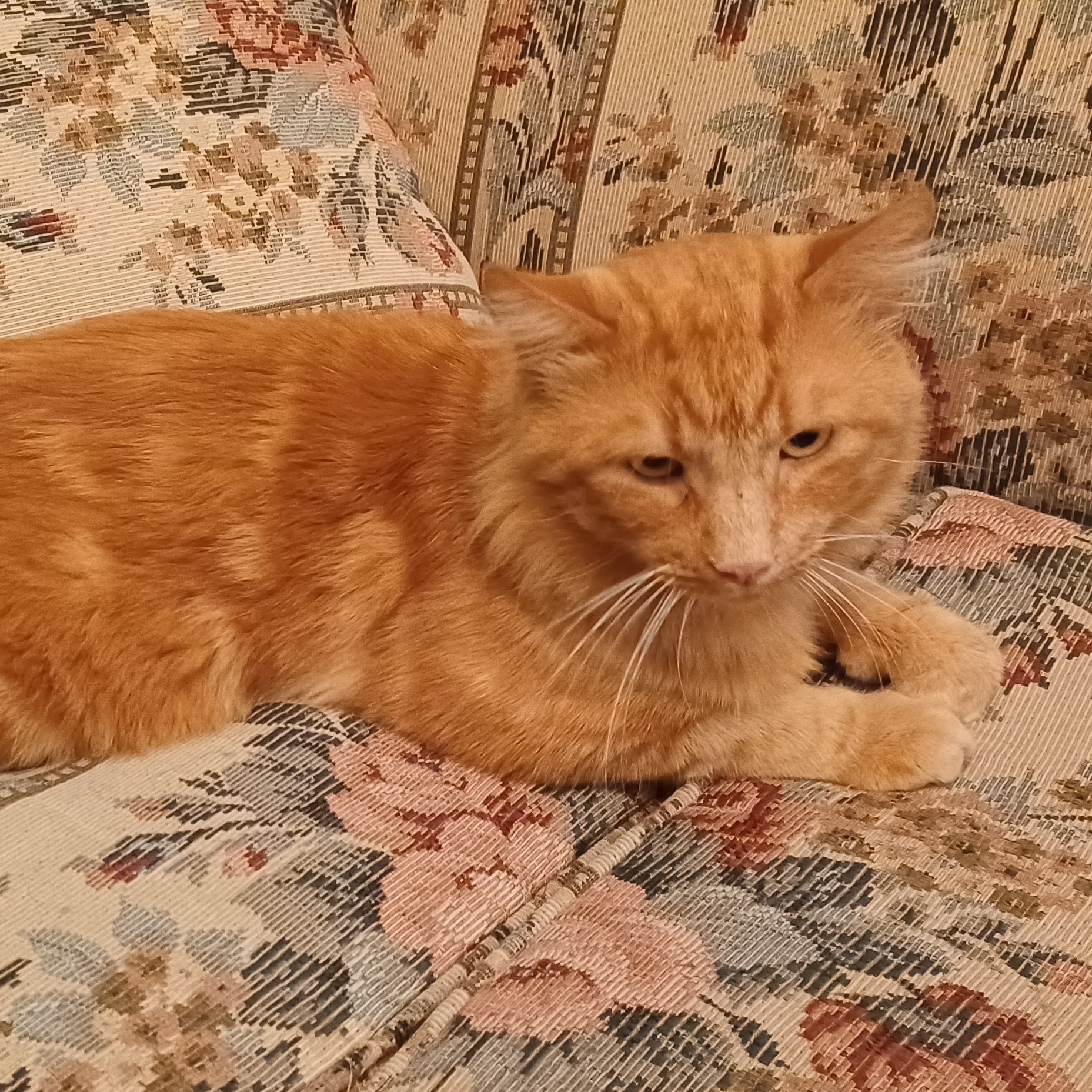 Cat for adoption Tangerine, a Domestic Medium Hair in San Jose, CA