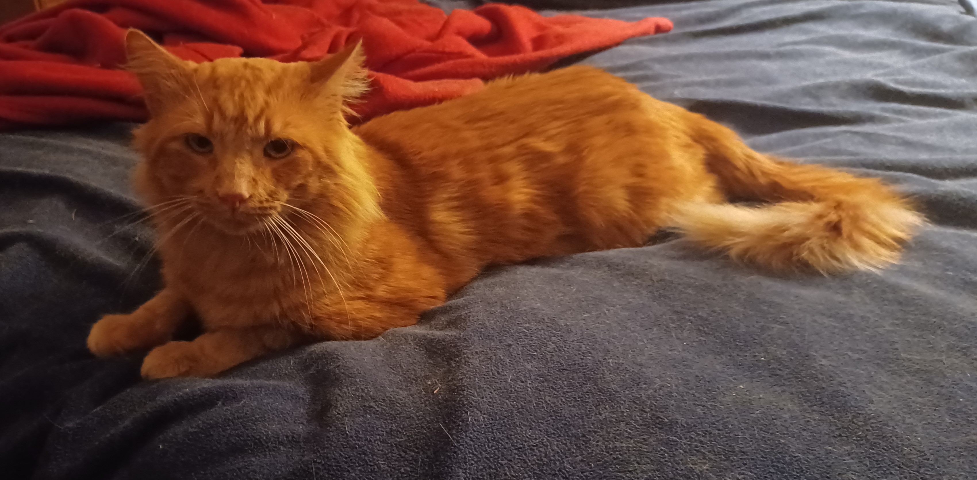 Cat for adoption Tangerine, a Domestic Medium Hair in San Jose, CA