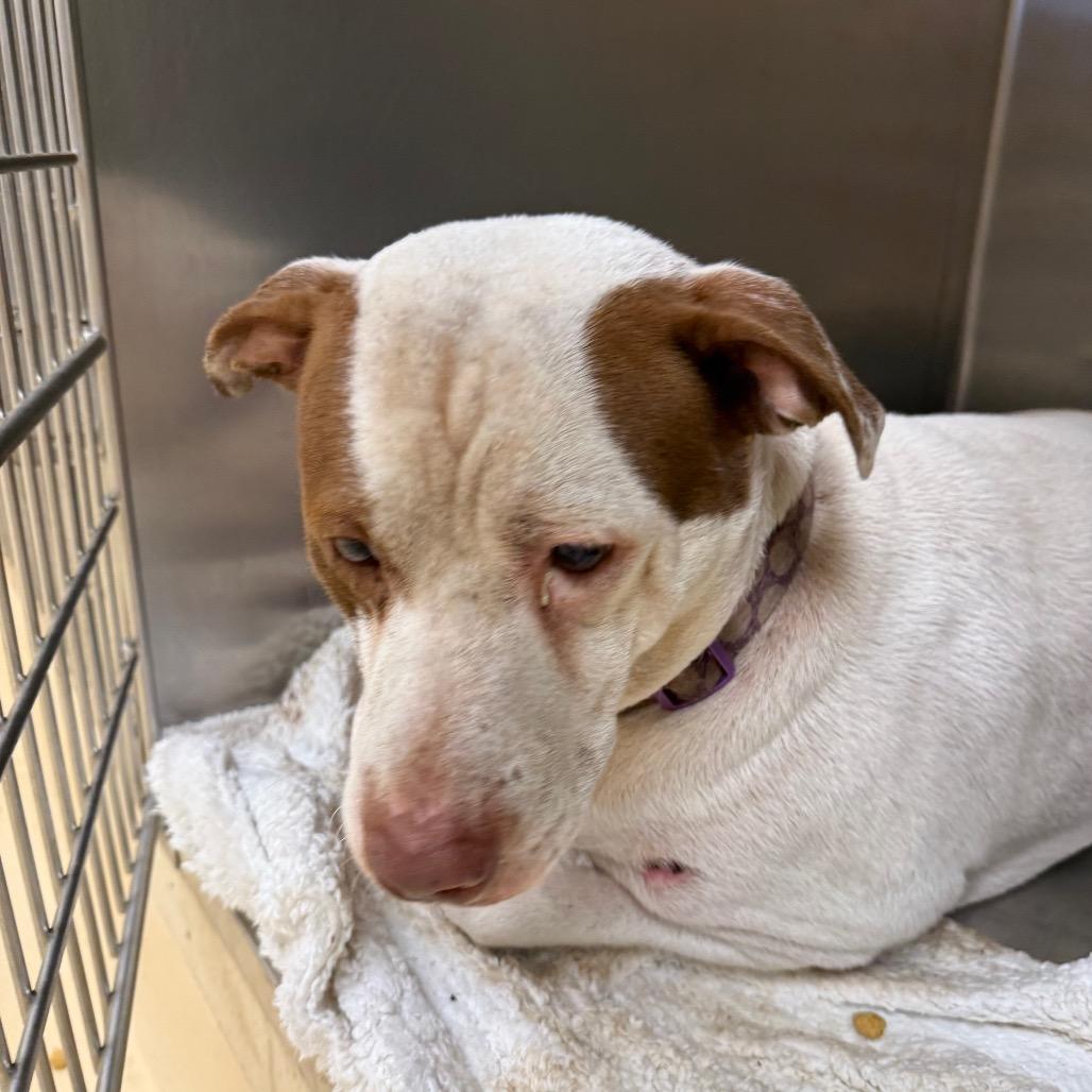 Buzz, a Adoptable Mixed Breed in Winston-Salem, NC image 1/3