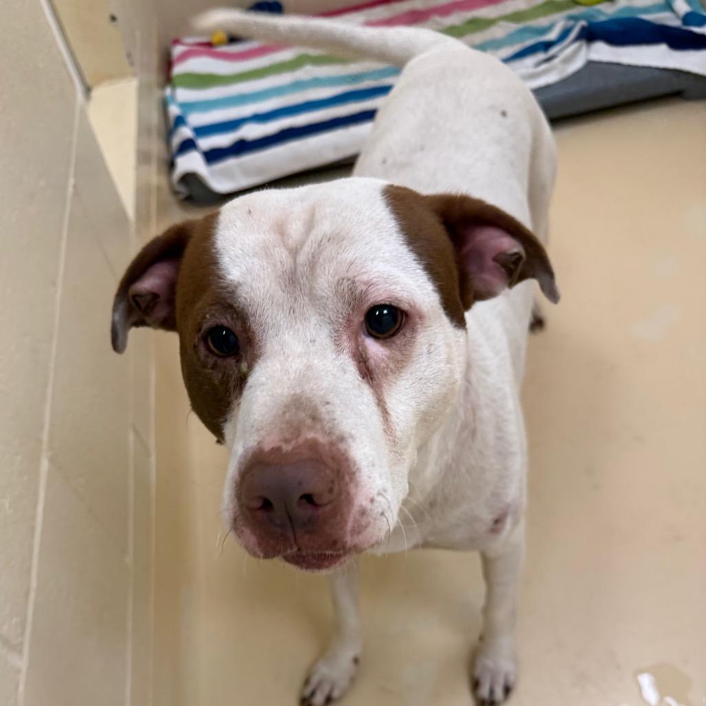 Buzz, a Adoptable Mixed Breed in Winston-Salem, NC image 2/3