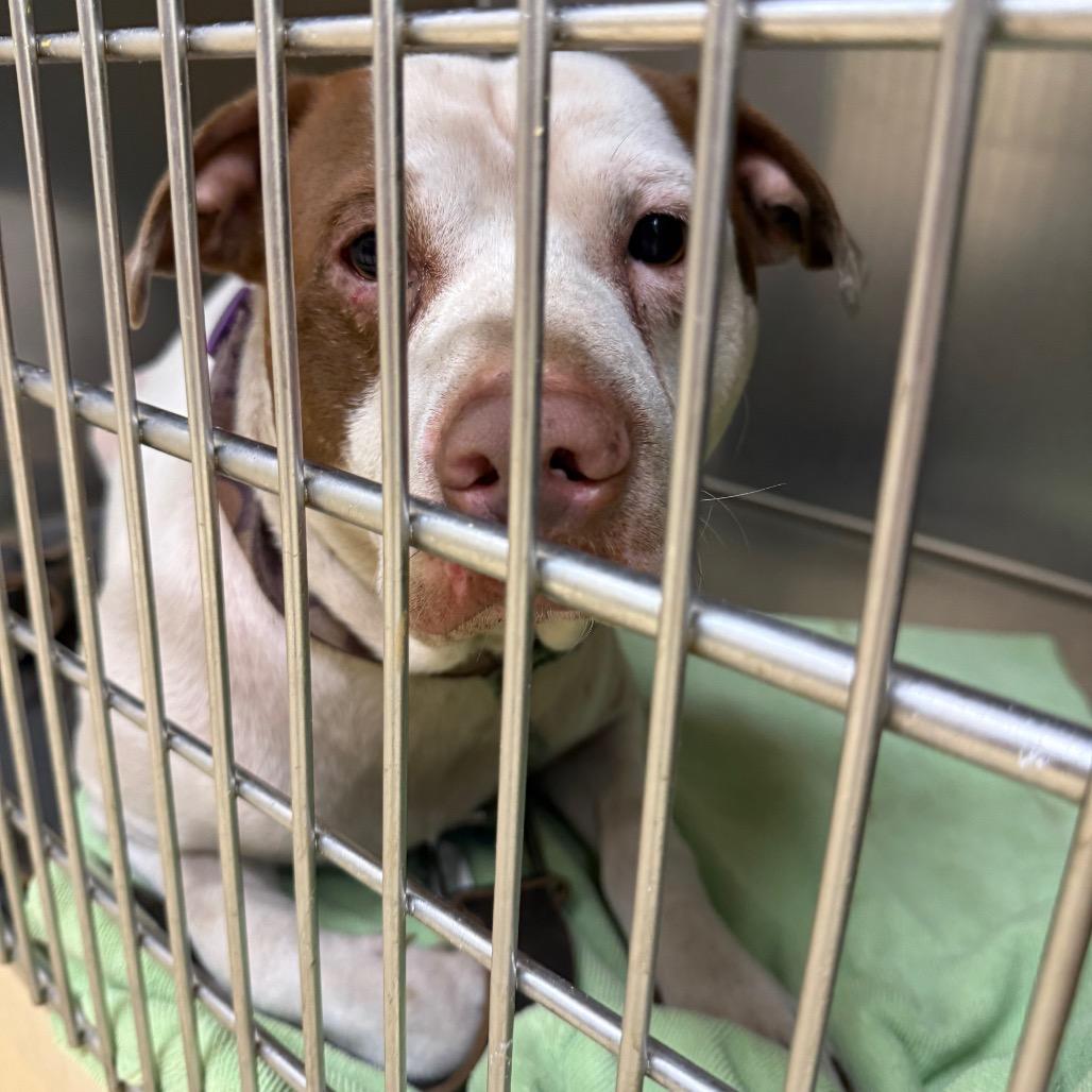Buzz, a Adoptable Mixed Breed in Winston-Salem, NC image 3/3