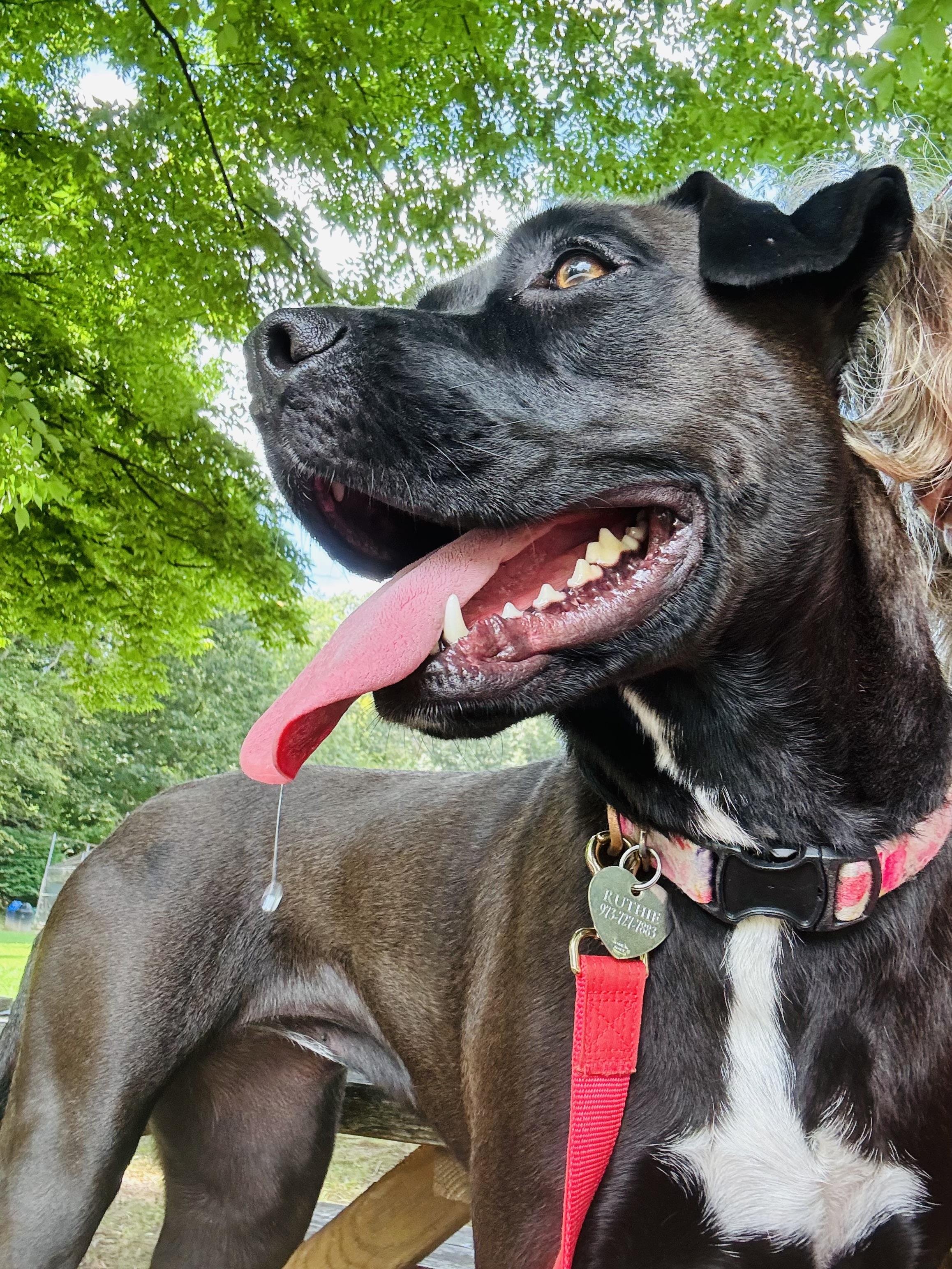 Enlarge Ruthie, a Adoptable mixed breed in Paramus, NJ image 5/6