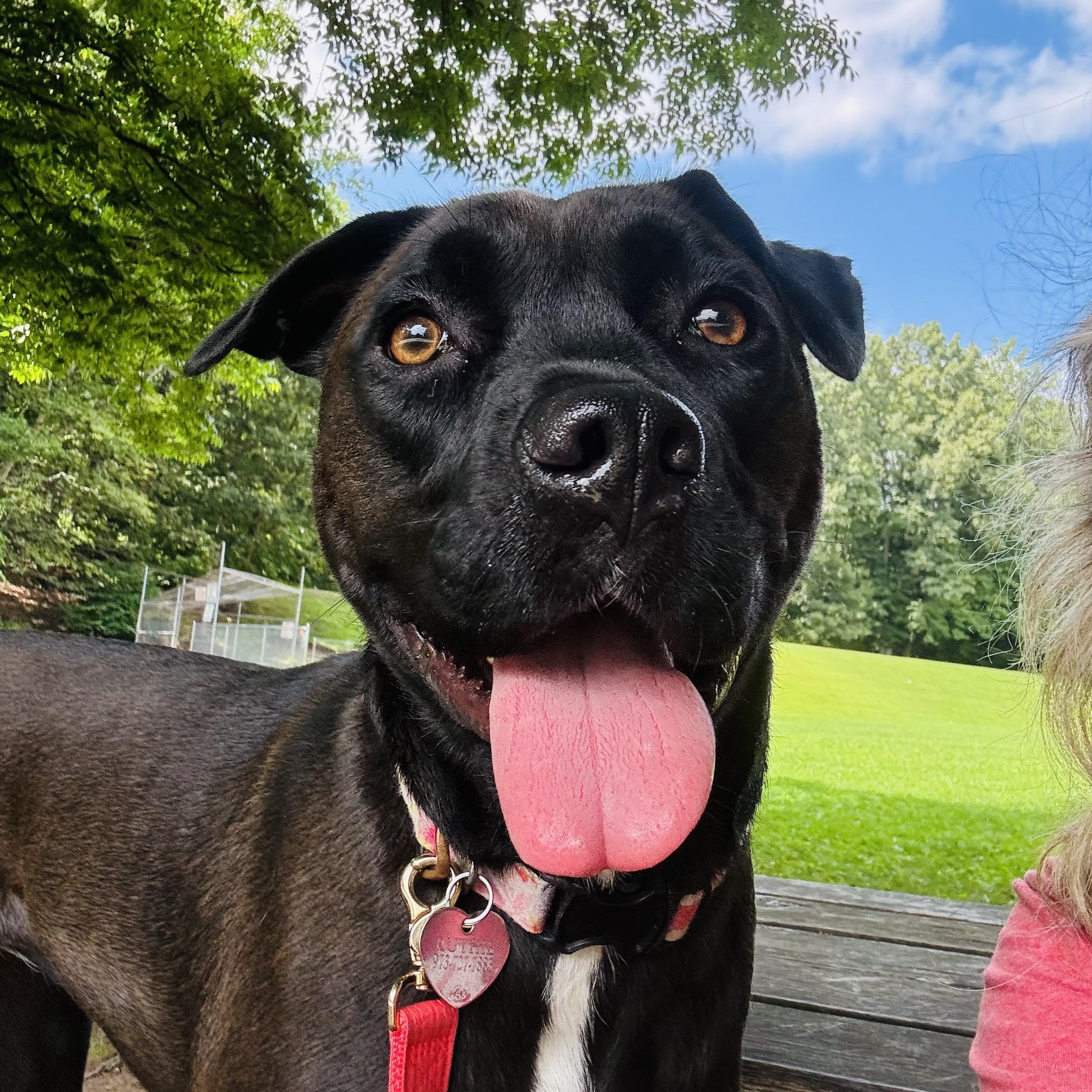 Enlarge Ruthie, a Adoptable mixed breed in Paramus, NJ image 4/6