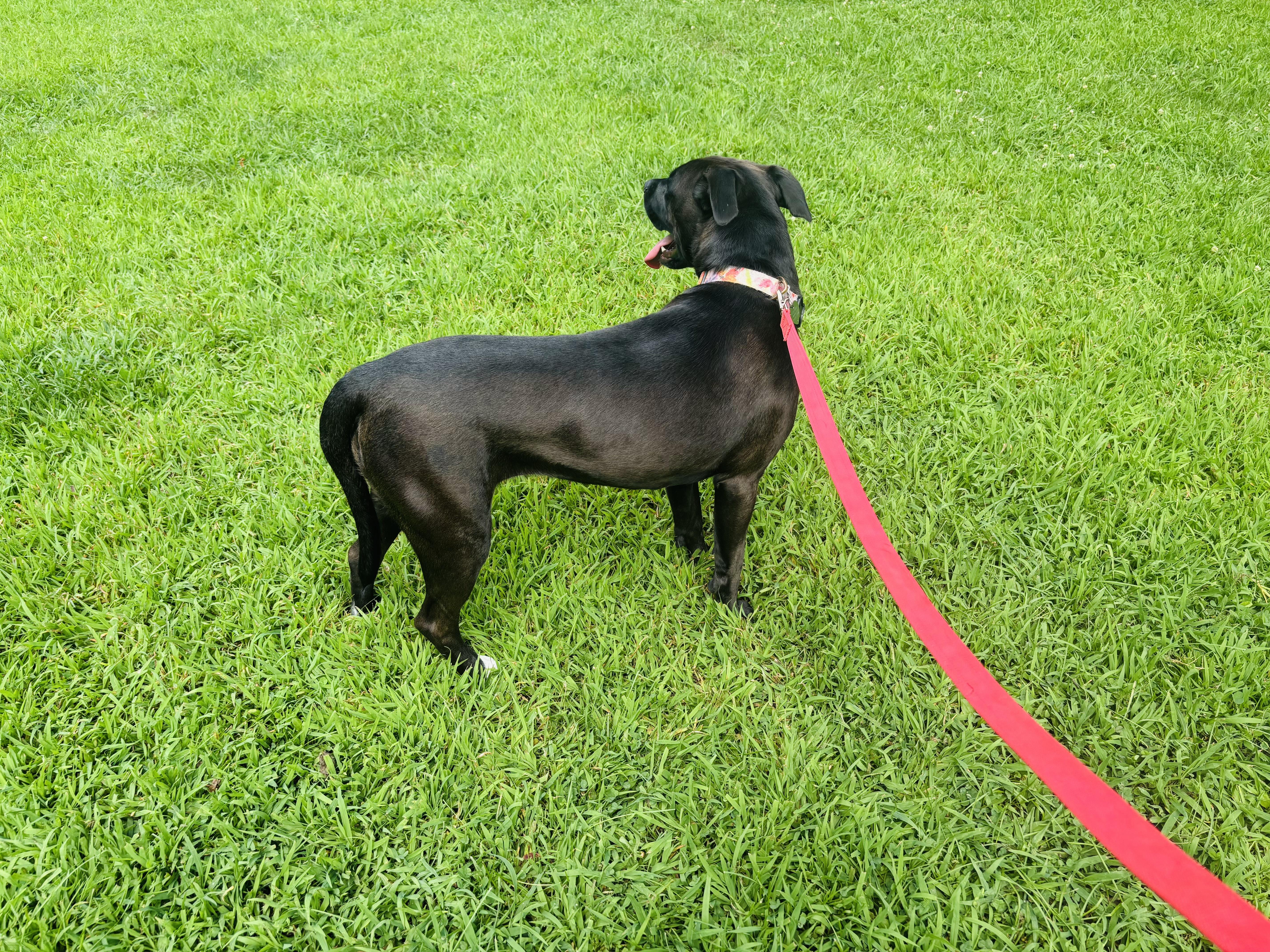 Enlarge Ruthie, a Adoptable mixed breed in Paramus, NJ image 6/6