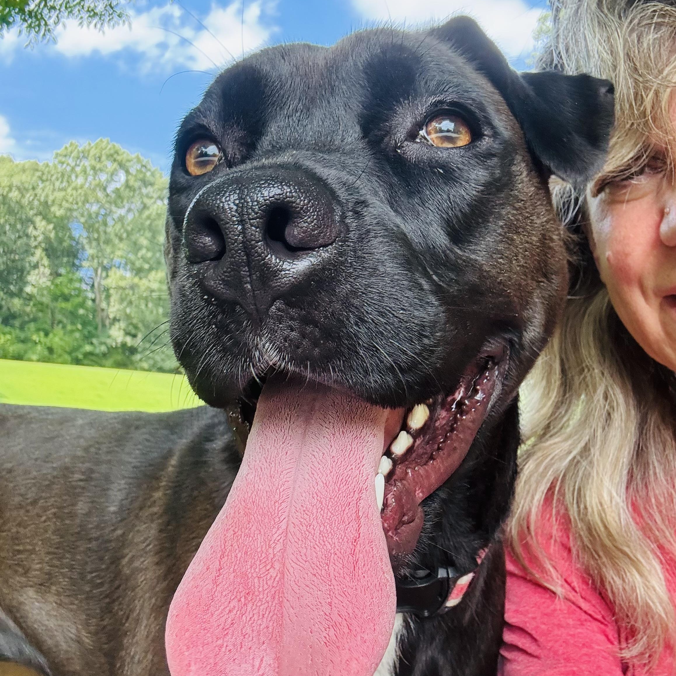 Enlarge Ruthie, a Adoptable mixed breed in Paramus, NJ image 2/6