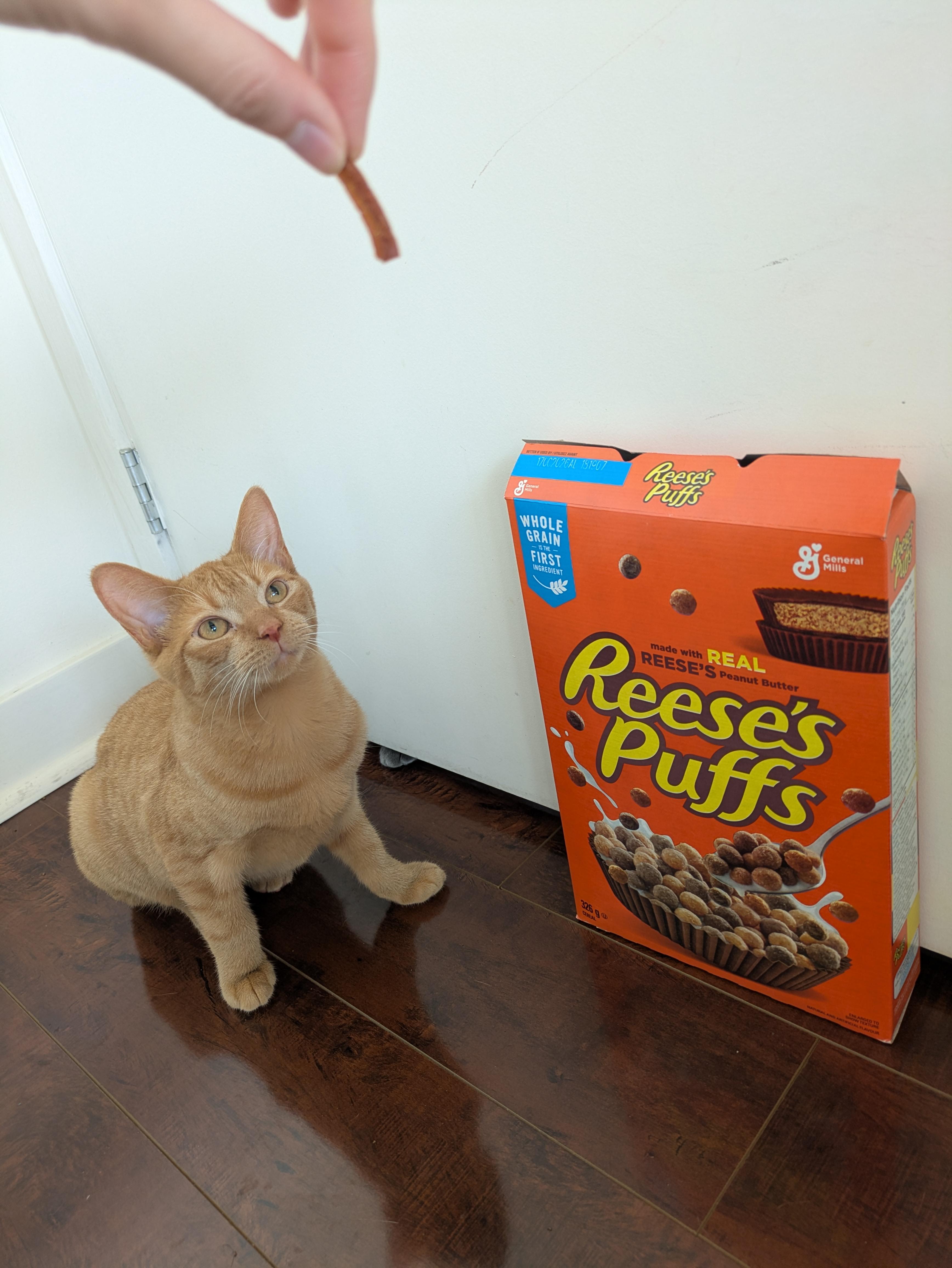 Reese, an adoption pending Domestic Short Hair in Toronto, ON image 1/6