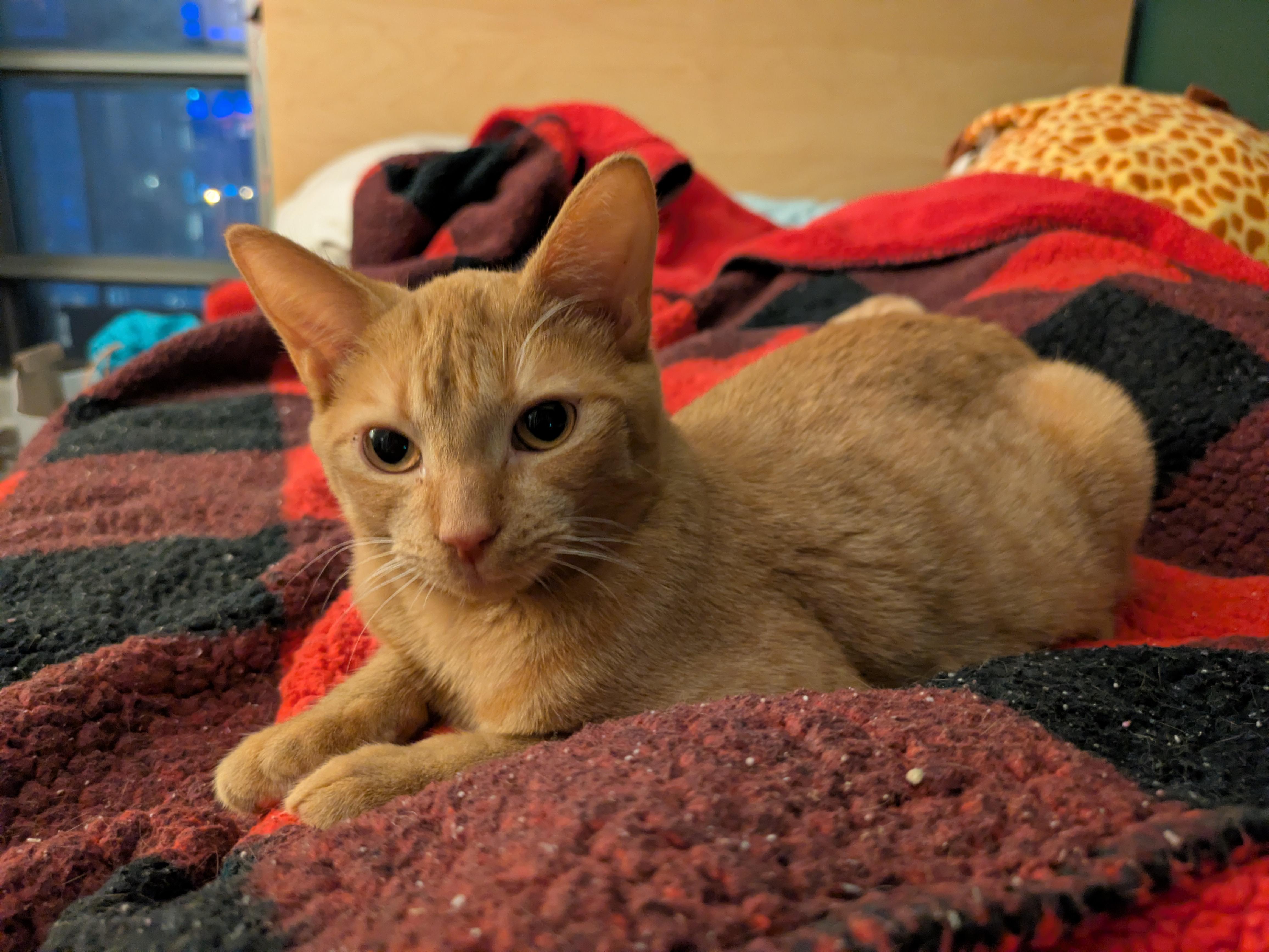 Reese, an adoption pending Domestic Short Hair in Toronto, ON image 2/6