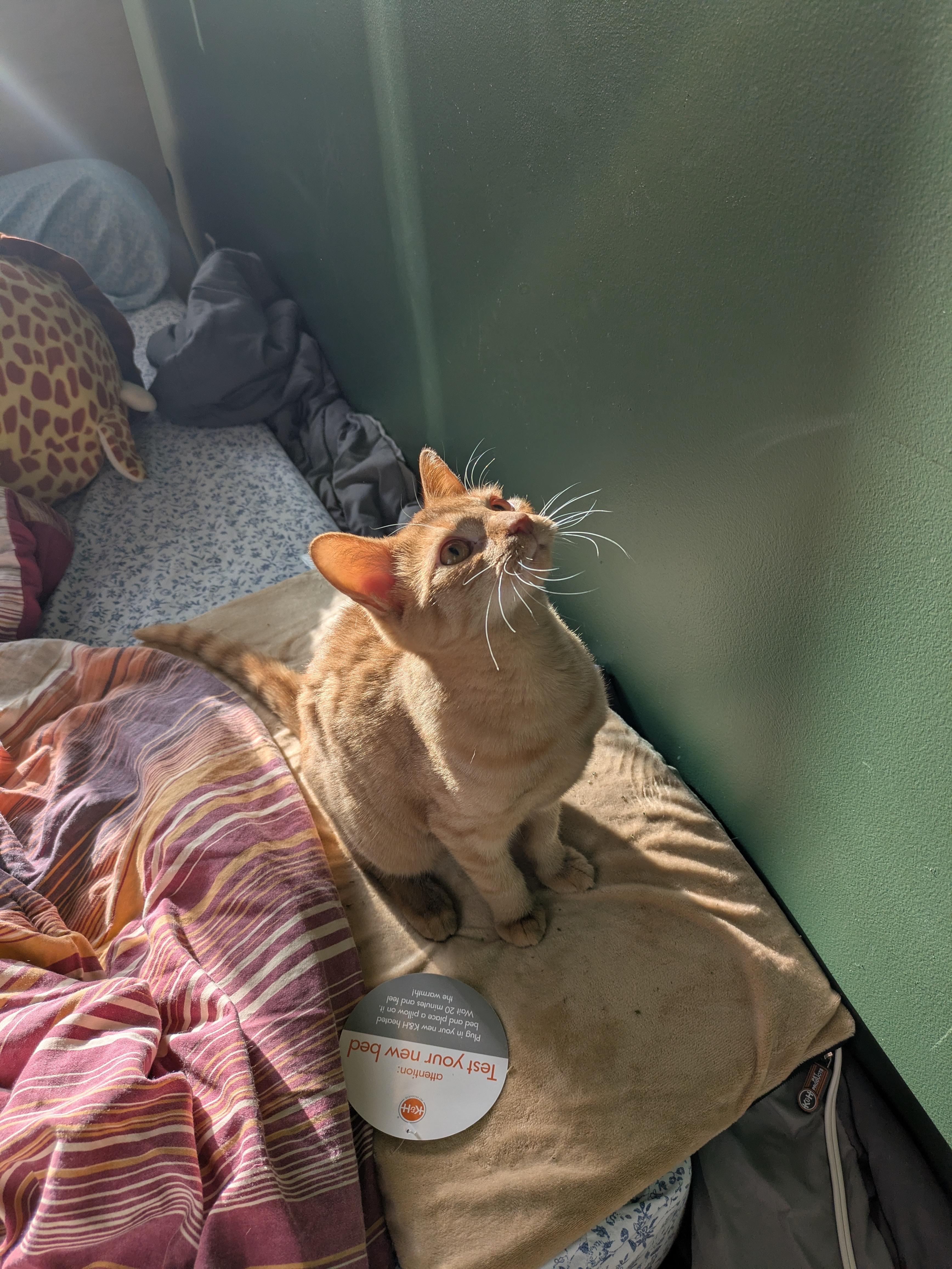 Reese, an adoption pending Domestic Short Hair in Toronto, ON image 3/6