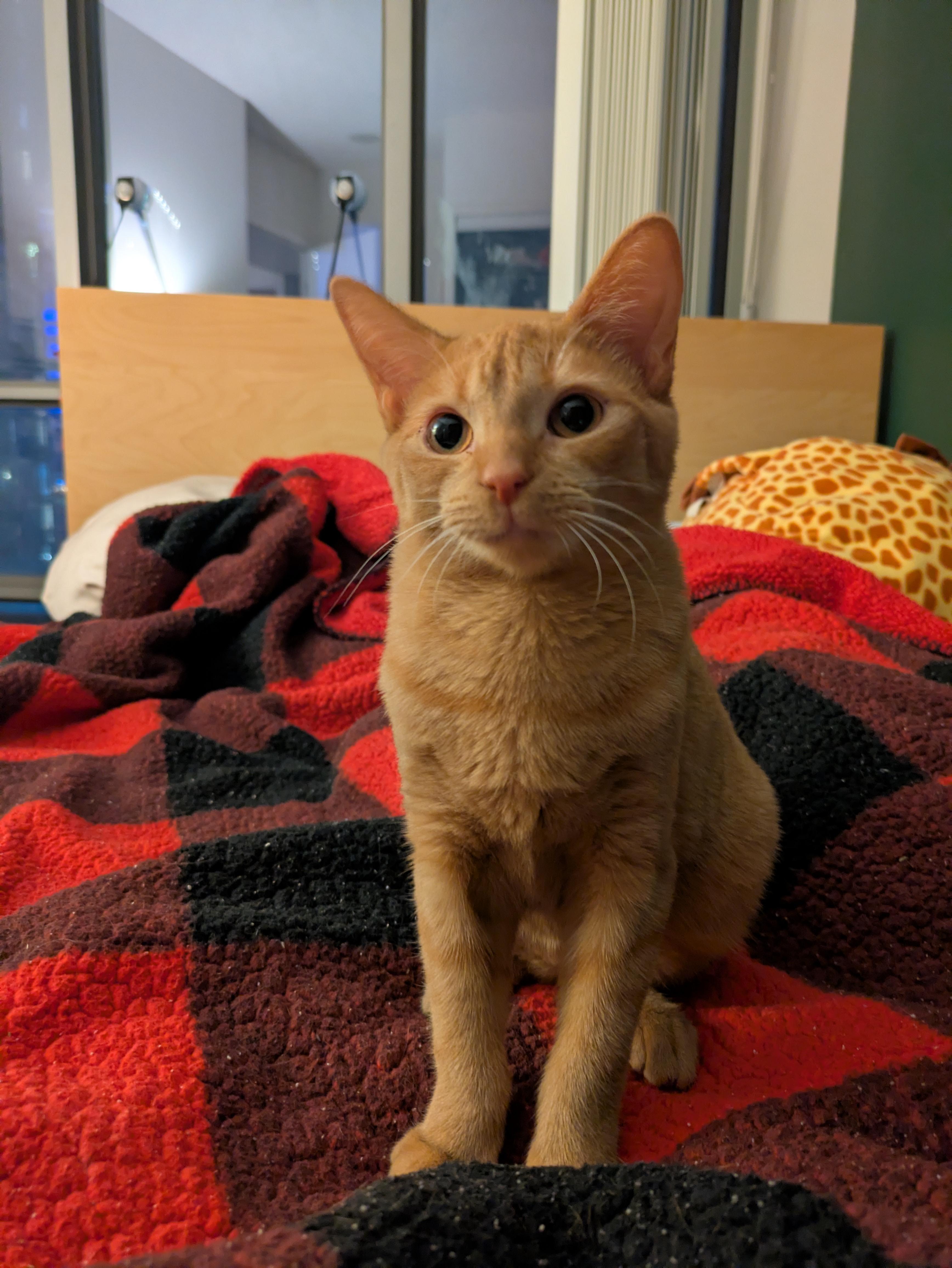 Reese, an adoption pending Domestic Short Hair in Toronto, ON image 4/6