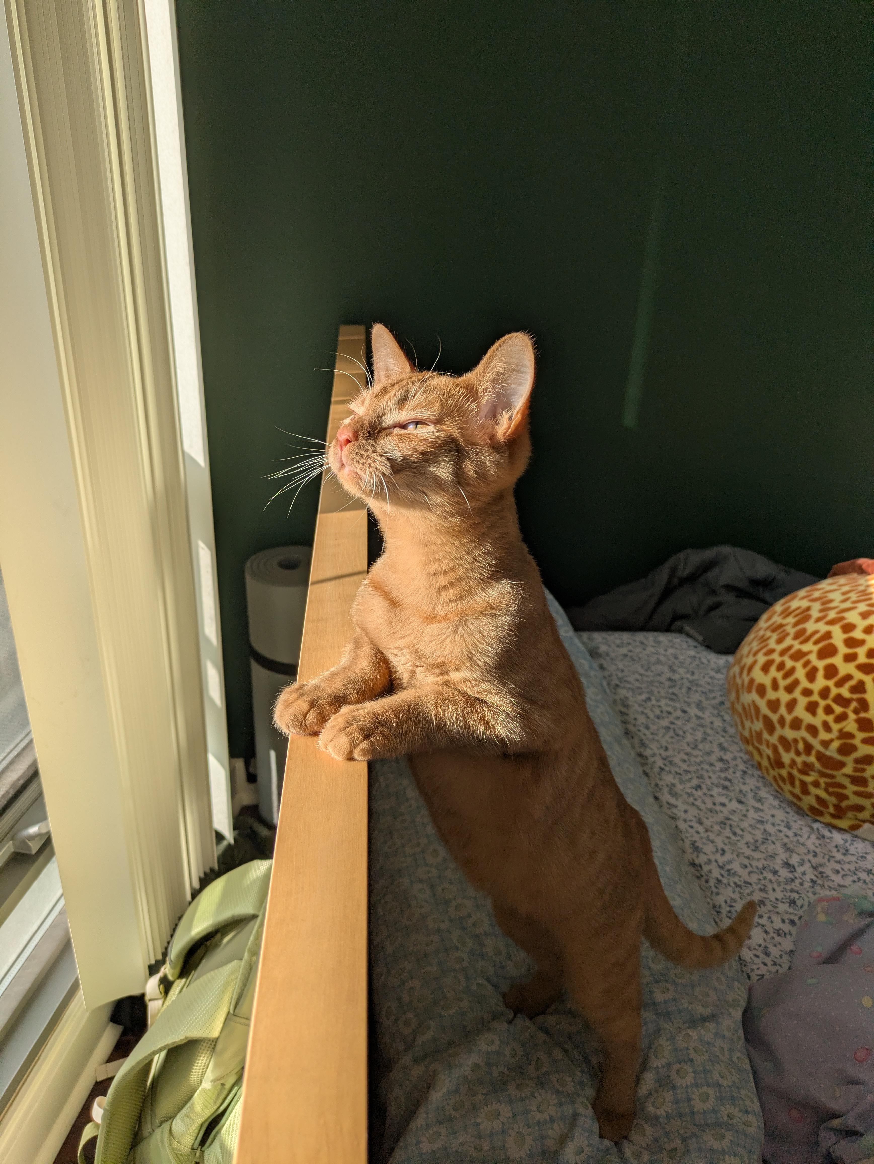 Reese, an adoption pending Domestic Short Hair in Toronto, ON image 5/6