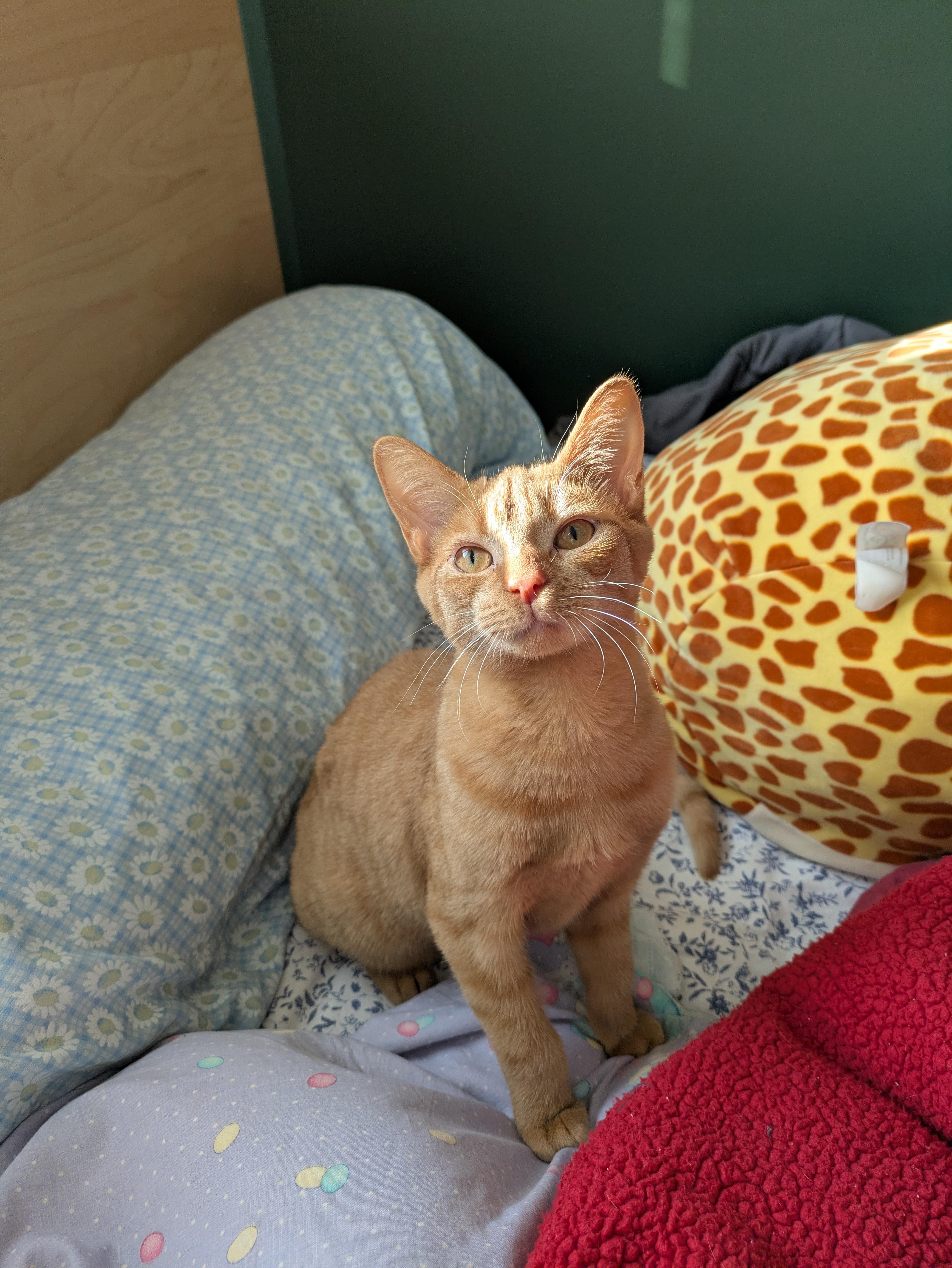 Reese, an adoption pending Domestic Short Hair in Toronto, ON image 6/6