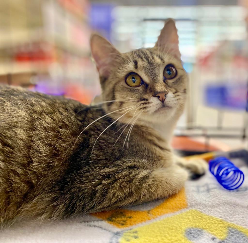 Tarzan, Adoptable, Young Female Domestic Short Hair.