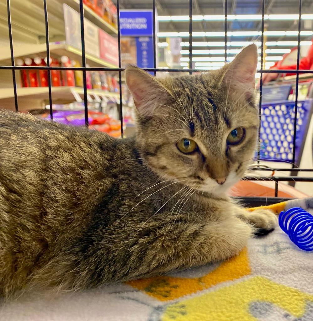 Tarzan, Adoptable, Young Female Domestic Short Hair.