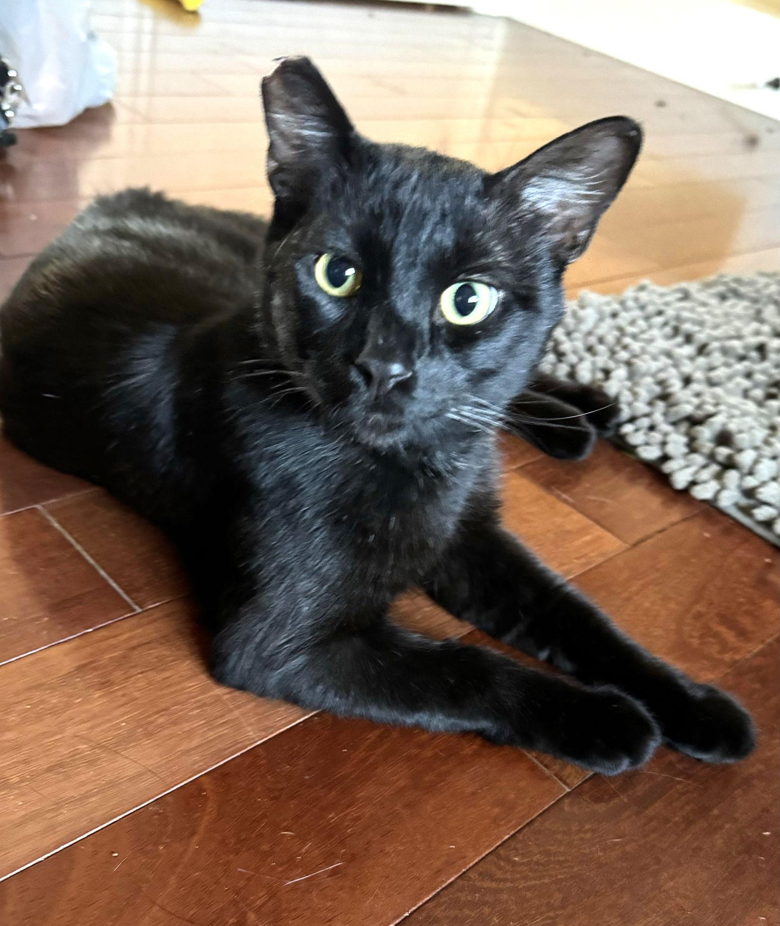 Binx, a Adoptable Domestic Short Hair in Walnut Creek, CA image 1/3