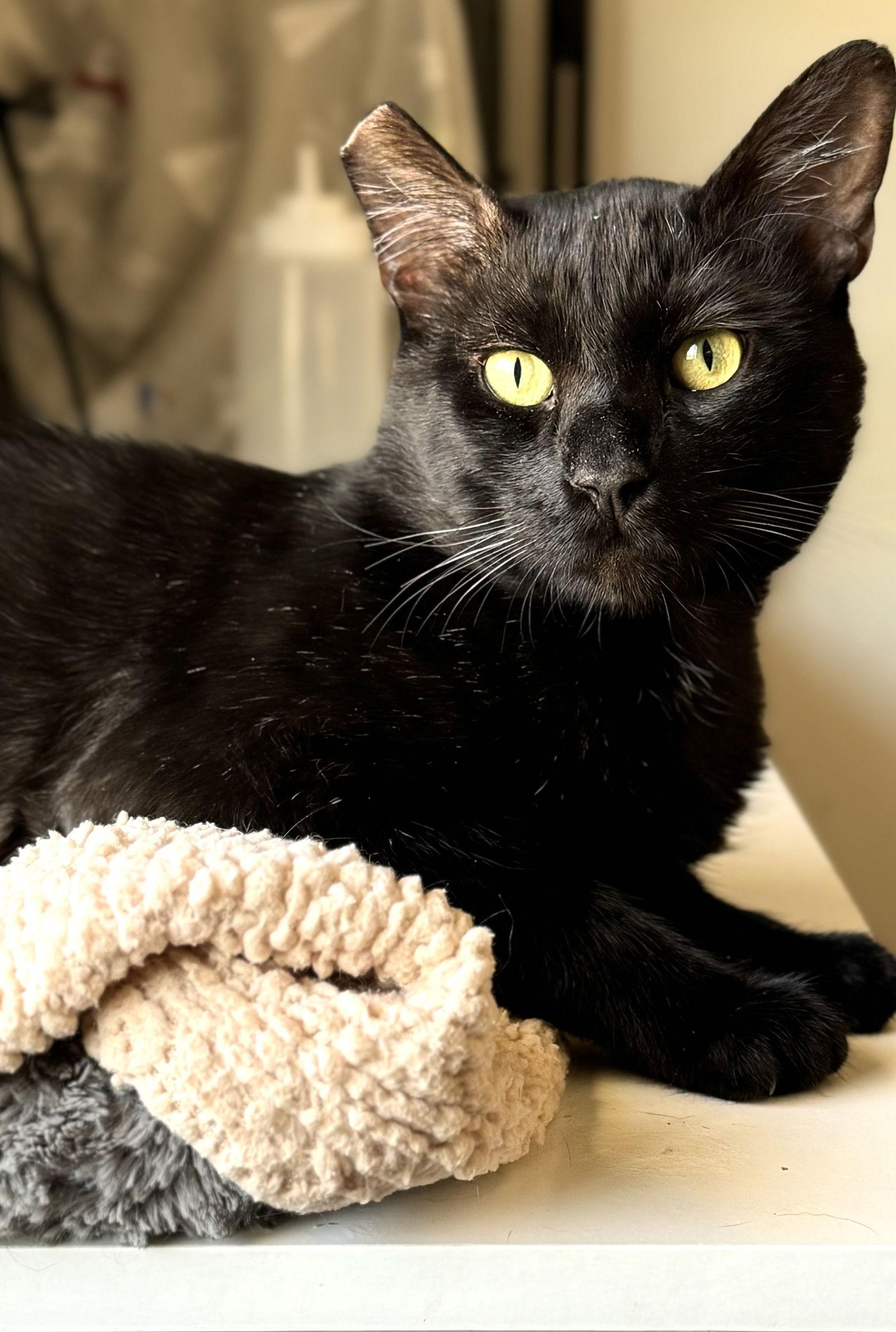 Binx, a Adoptable Domestic Short Hair in Walnut Creek, CA image 2/3