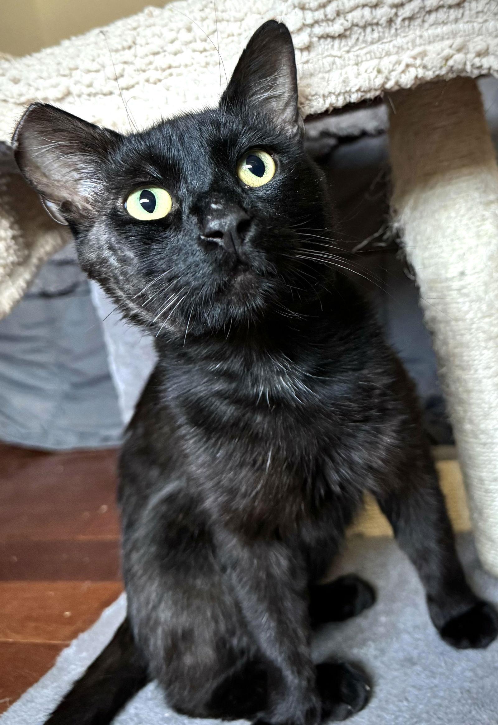 Binx, a Adoptable Domestic Short Hair in Walnut Creek, CA image 3/3