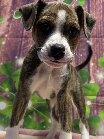 Sporty Spice — thumbnail 2