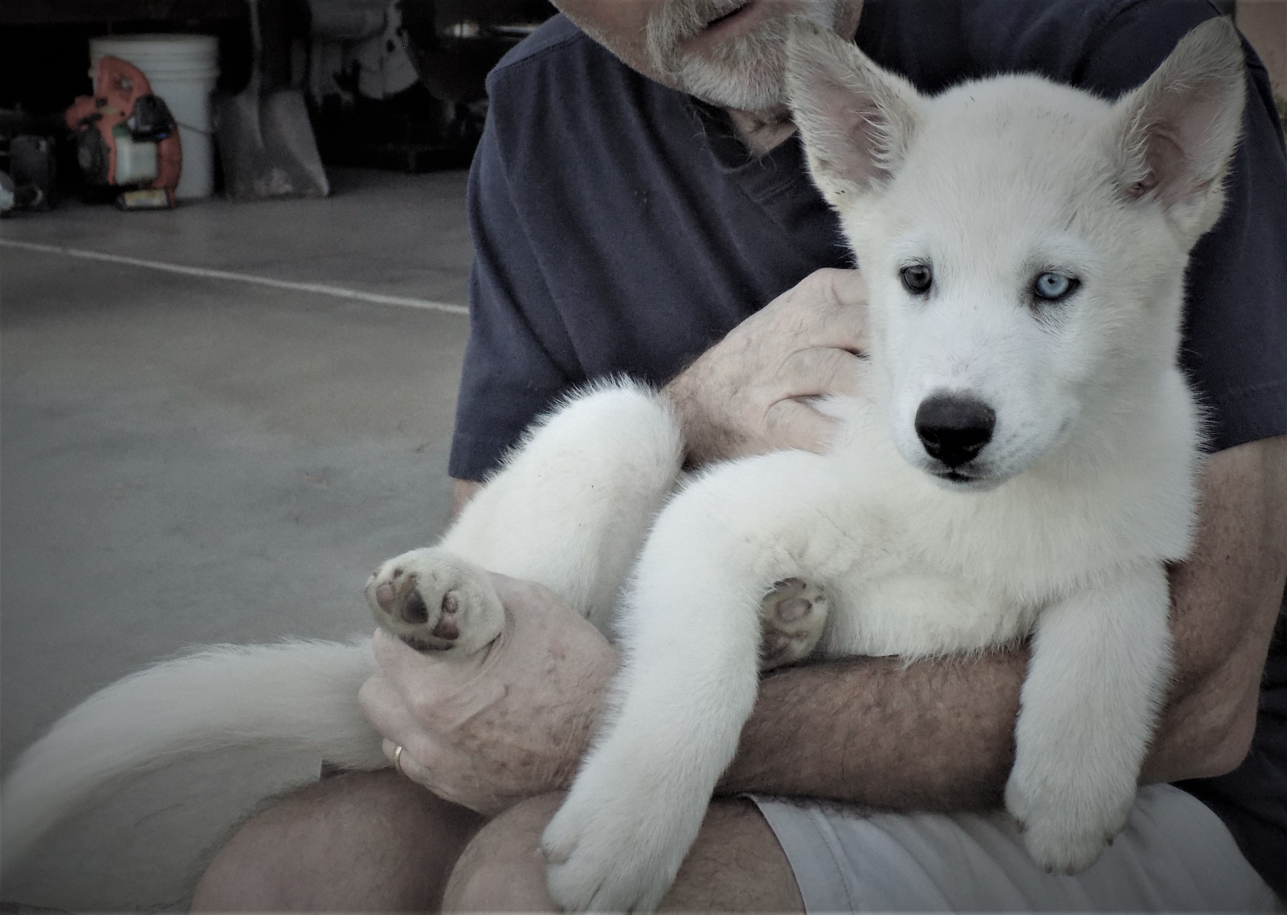 COMET, Adoptable, Young Male Siberian Husky.