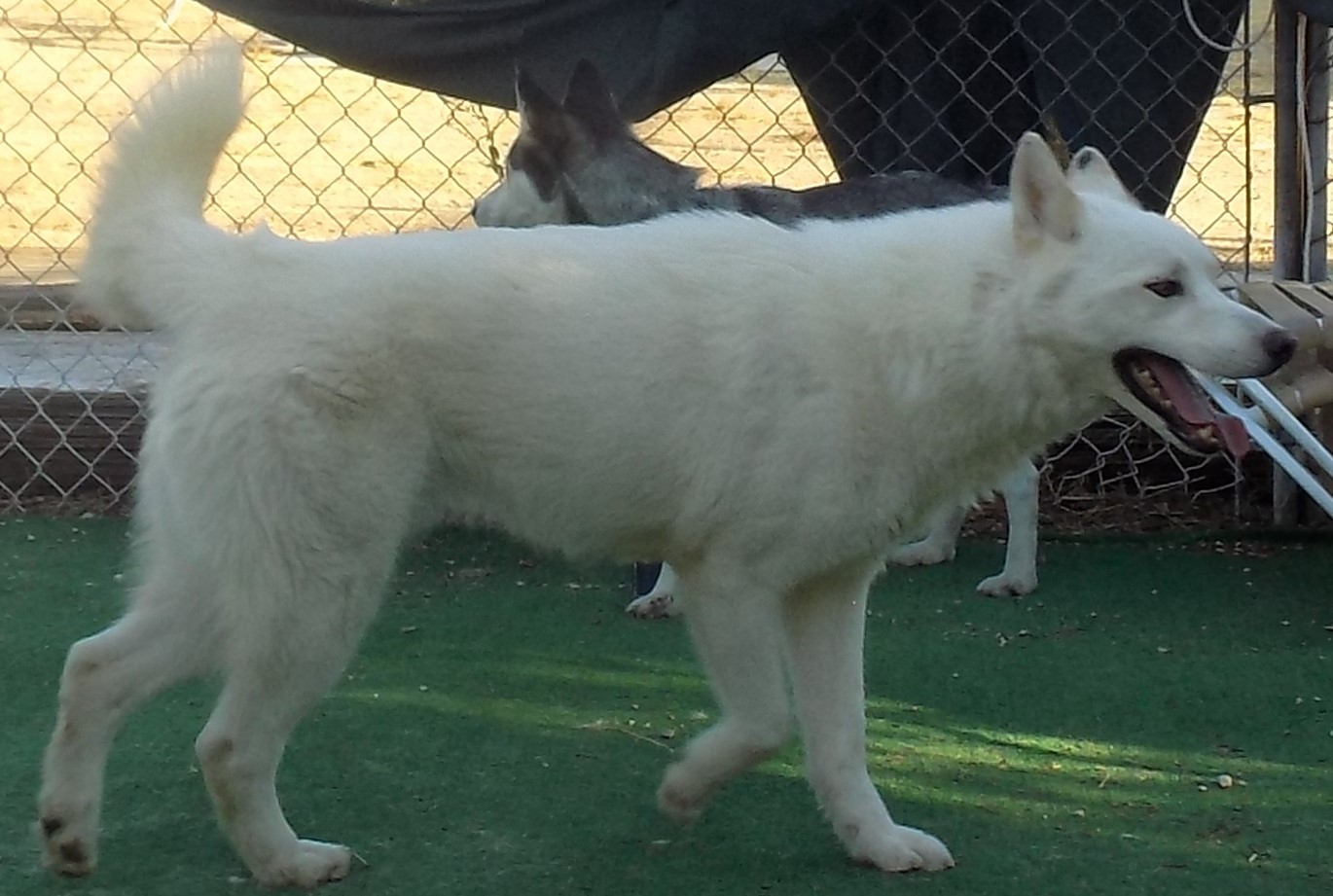 COMET, a Adoptable Siberian Husky in Valencia, CA image 2/8