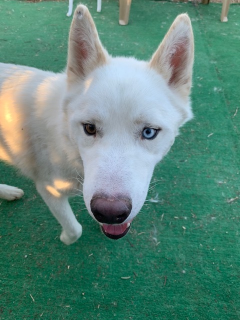 COMET, a Adoptable Siberian Husky in Valencia, CA image 3/8