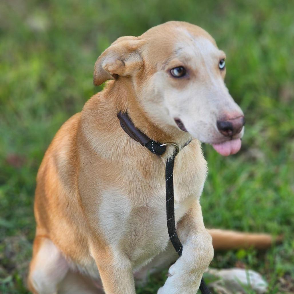 Enlarge Ava, a Adoptable Husky in Cleveland, TX image 1/6