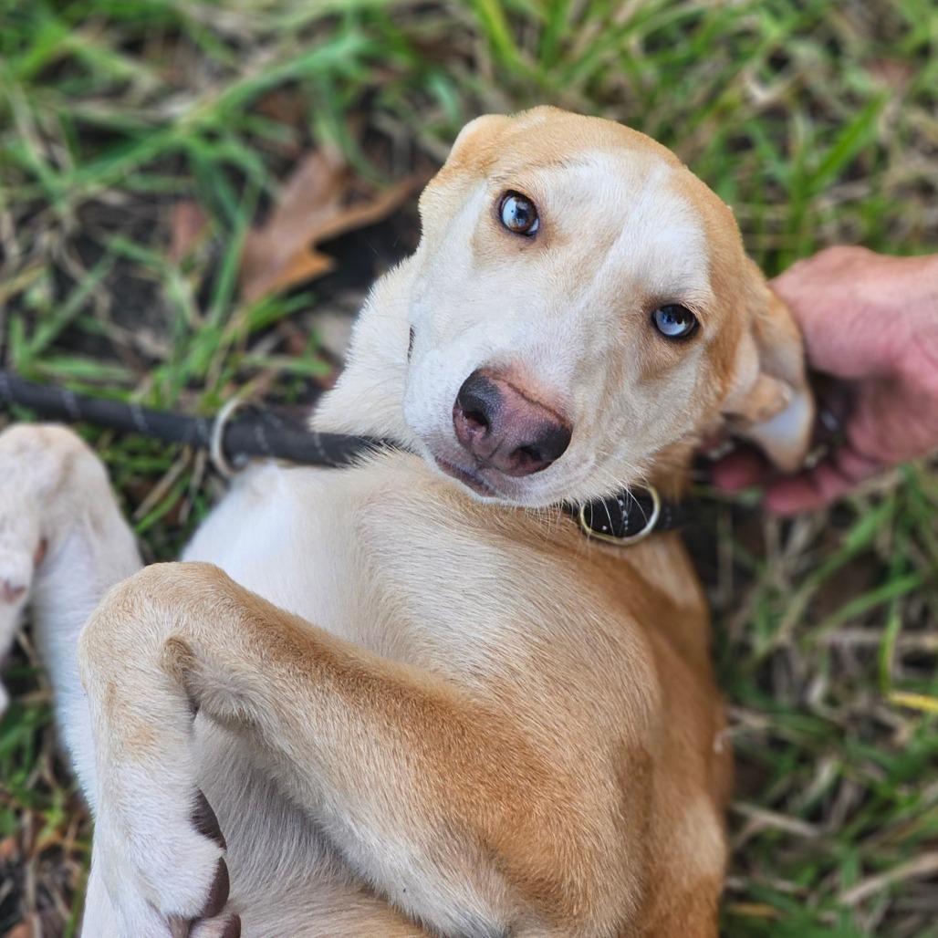 Ava, Adoptable, Young Female Husky.