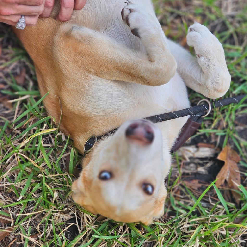 Enlarge Ava, a Adoptable Husky in Cleveland, TX image 4/6