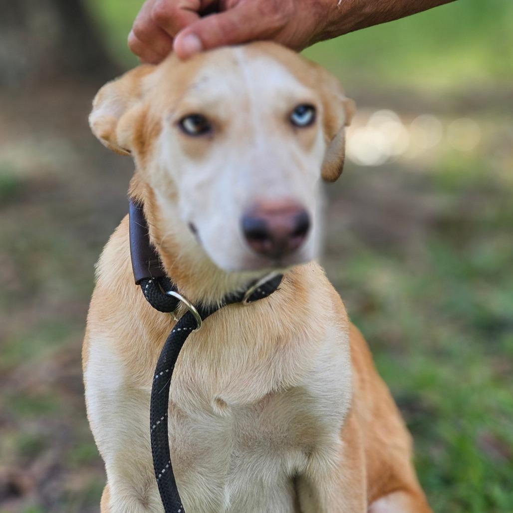 Enlarge Ava, a Adoptable Husky in Cleveland, TX image 6/6