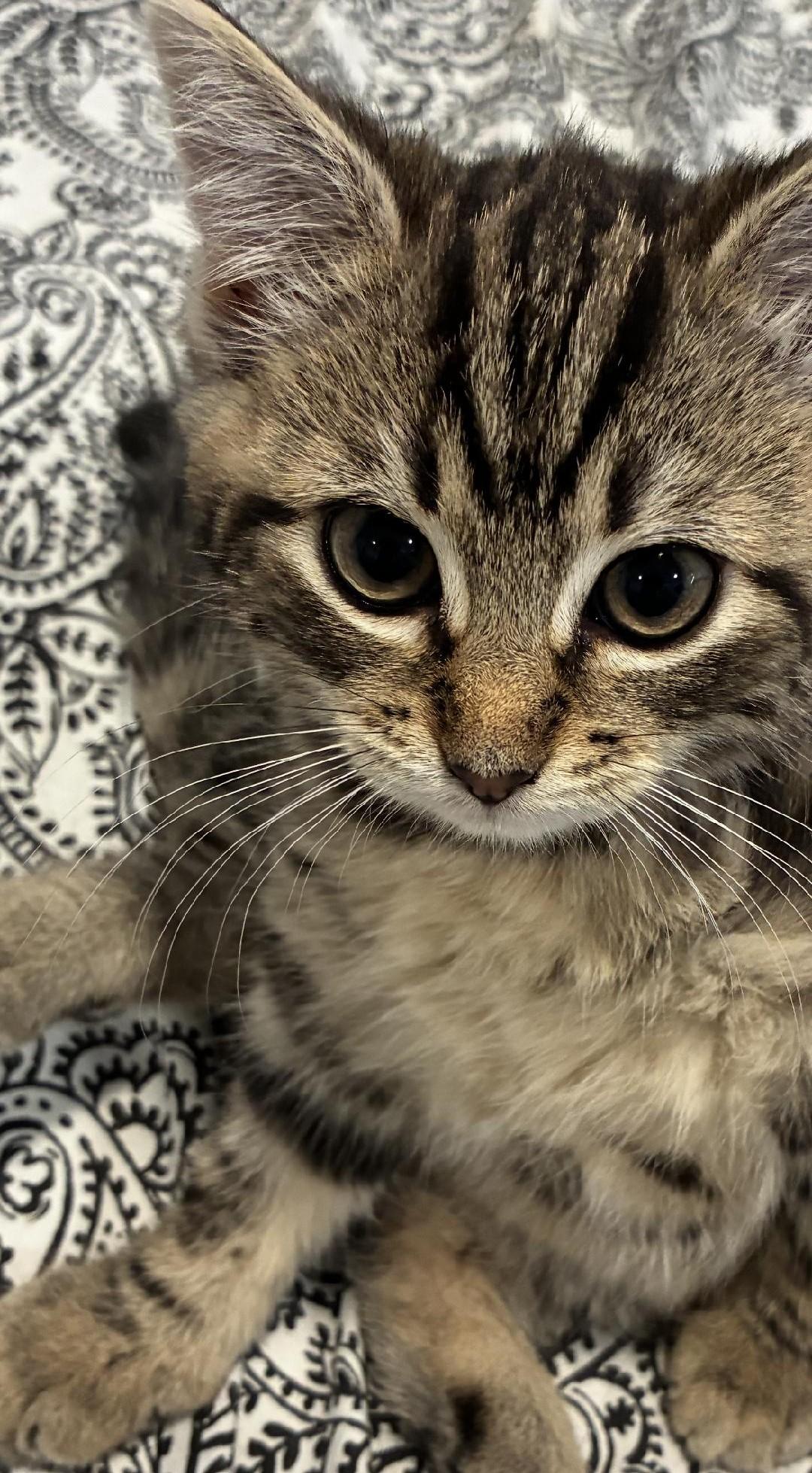 Enlarge PJ, a Adoptable Domestic Medium Hair in Sayreville, NJ image 1/1