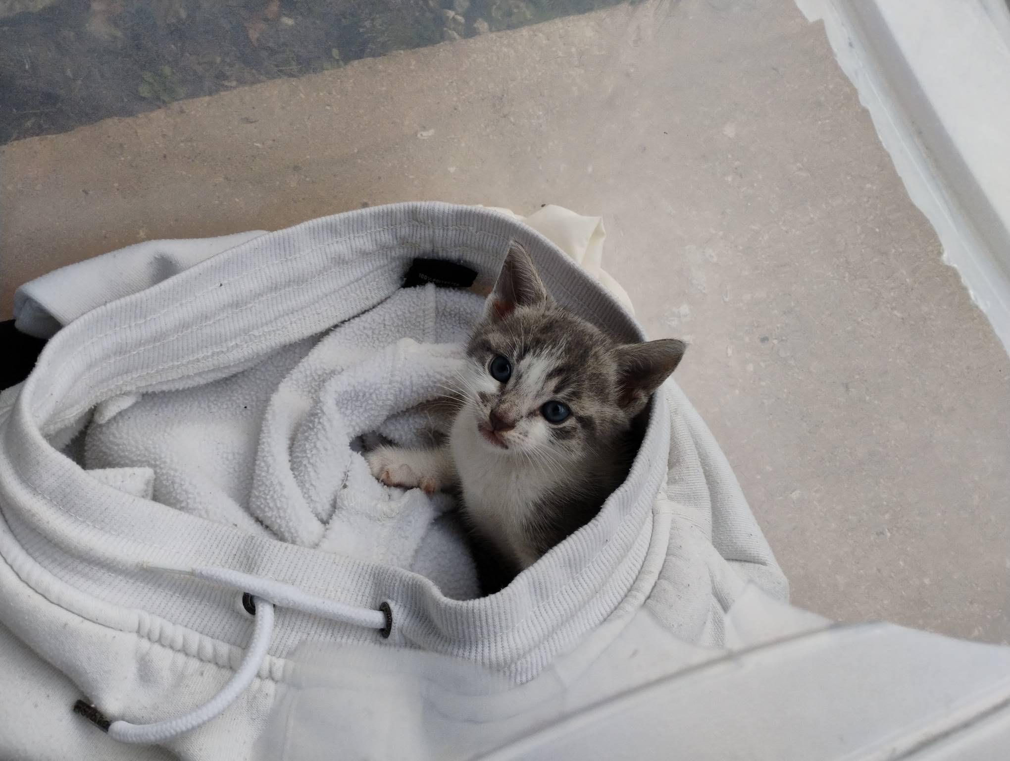 Bluebelle - The Tiny Sweetheart, Adoptable, Kitten Female American Shorthair.