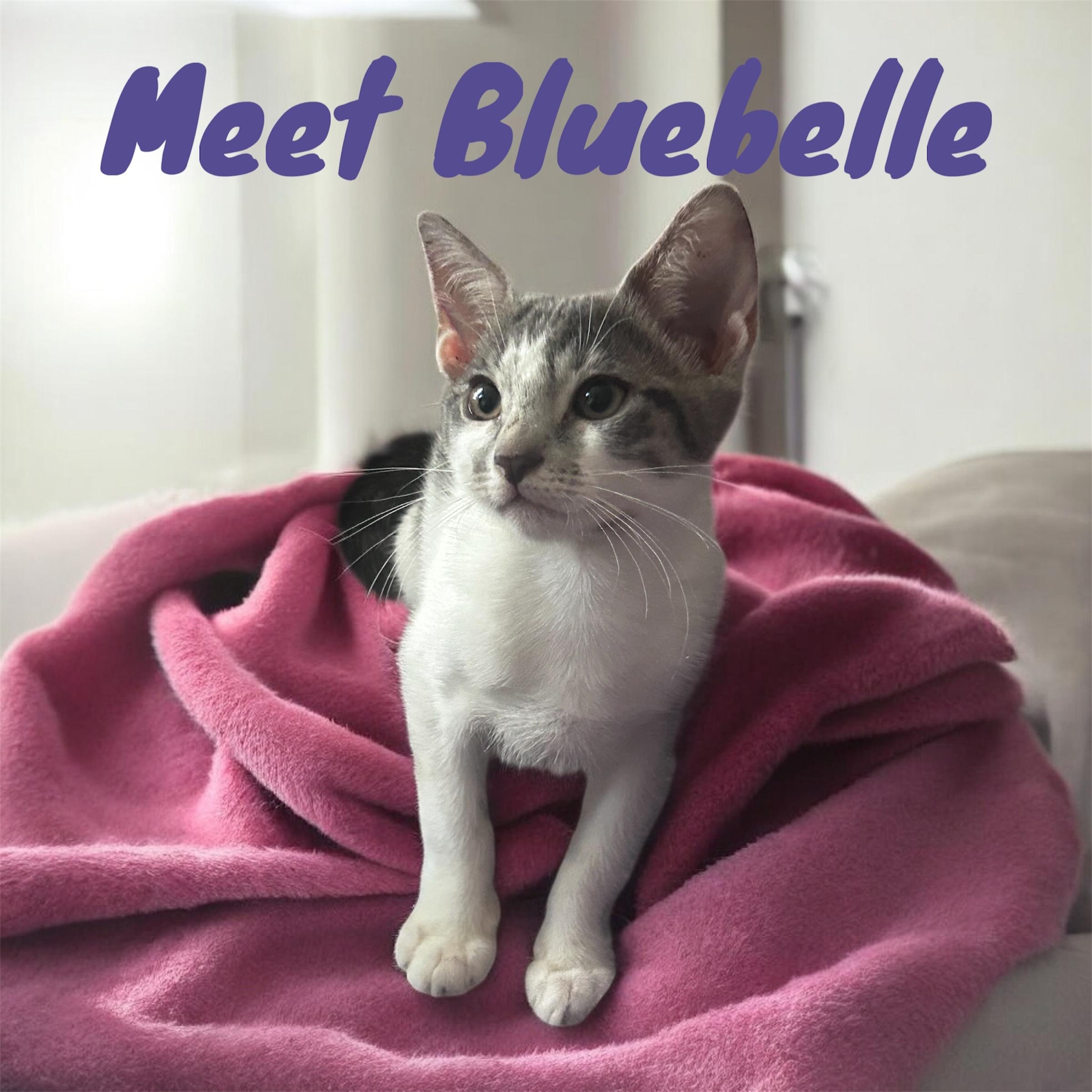 Bluebelle - The Tiny Sweetheart, Adoptable, Kitten Female American Shorthair.