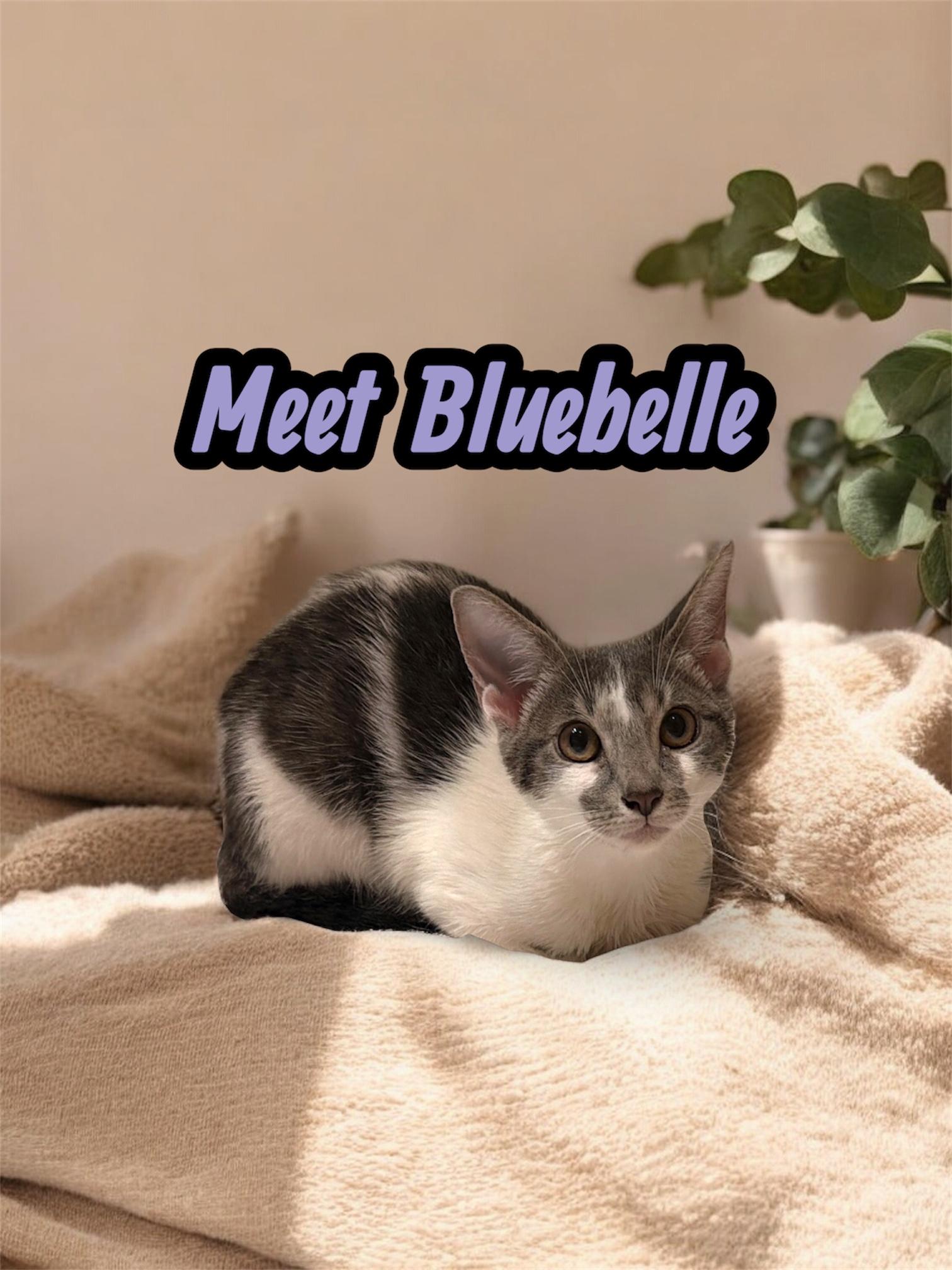 Enlarge Bluebelle - The Loveable Sweetheart, a Adoptable American Shorthair in Boca Raton, FL image 1/6