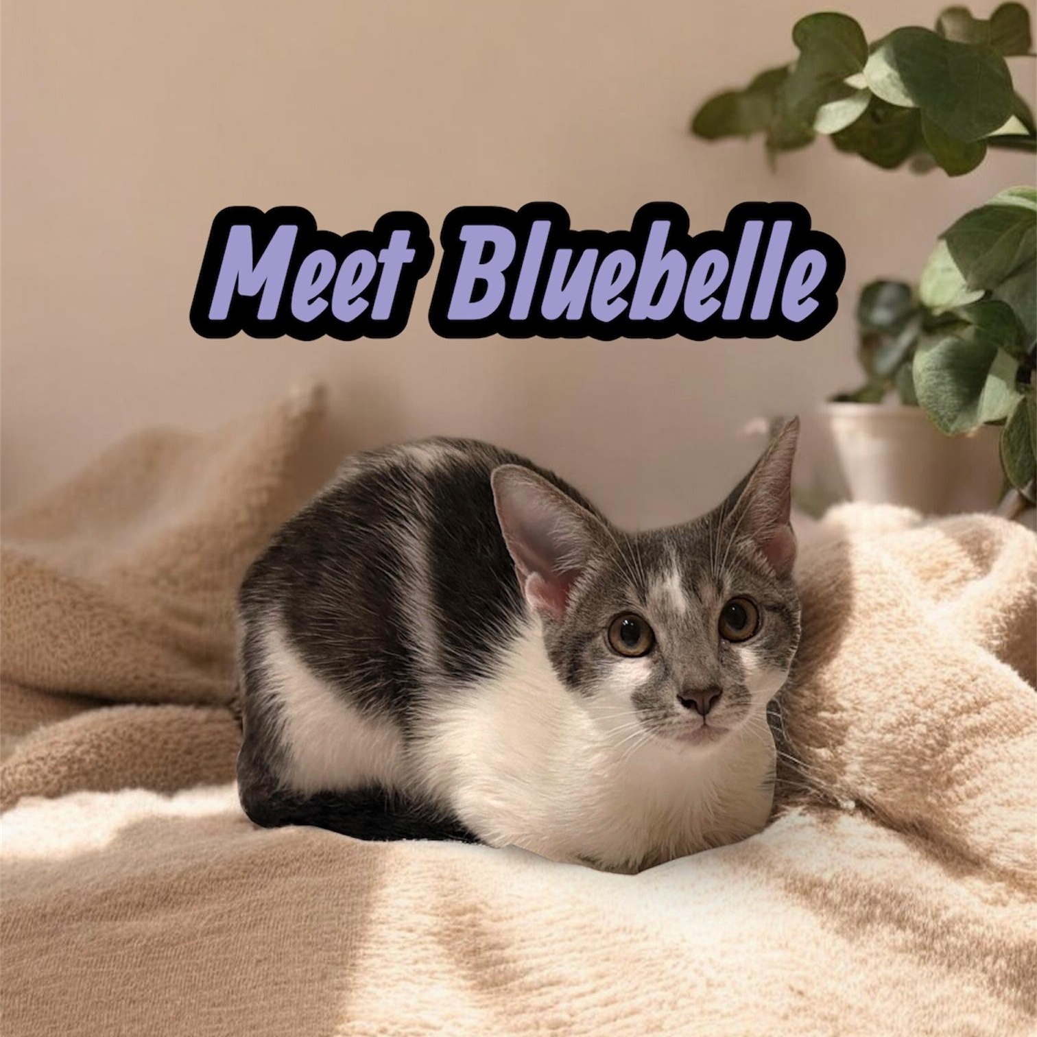 Enlarge Bluebelle, an adoptable American Shorthair in Boca Raton, FL image 1/6