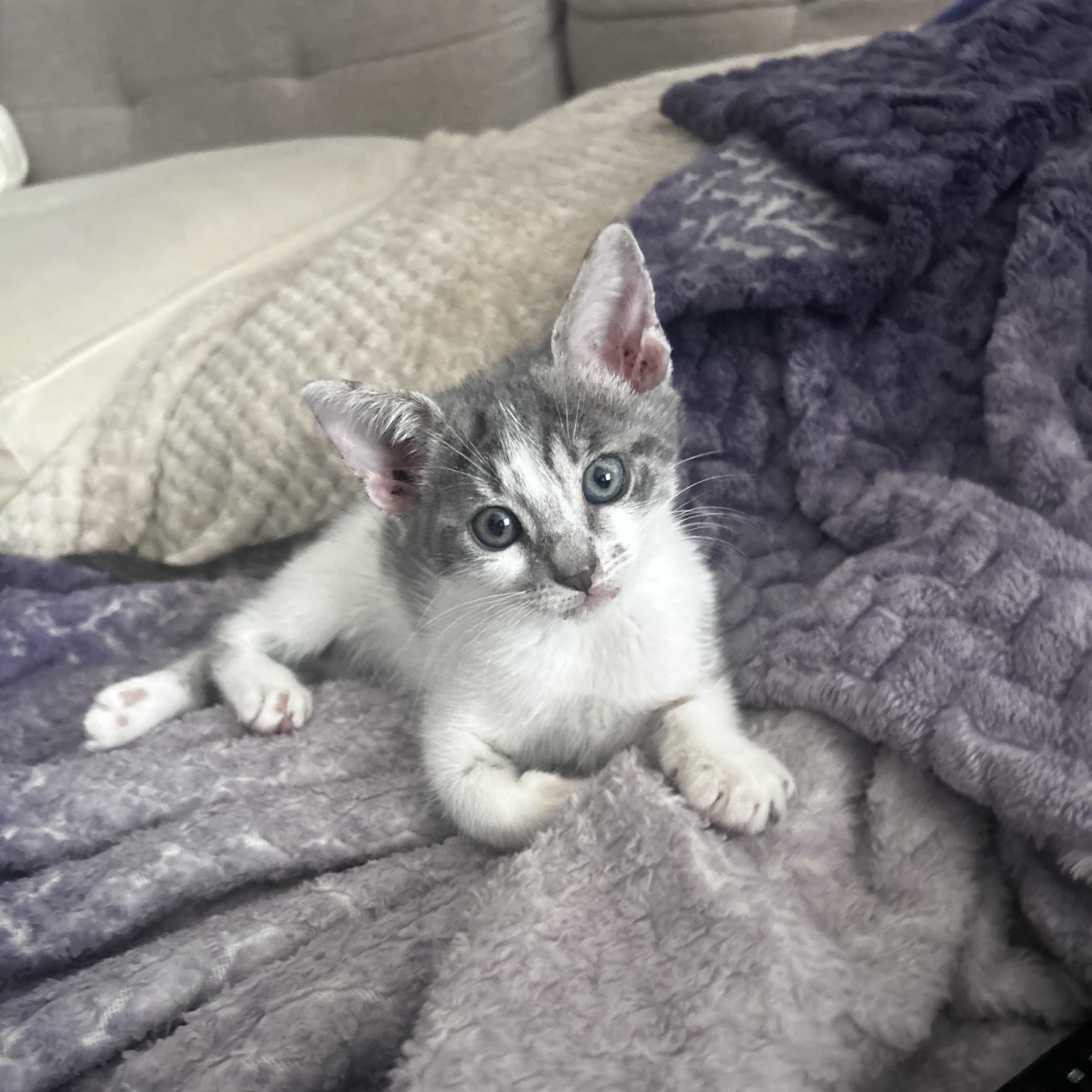 Bluebelle, an adoptable American Shorthair in Boca Raton, FL image 5/6