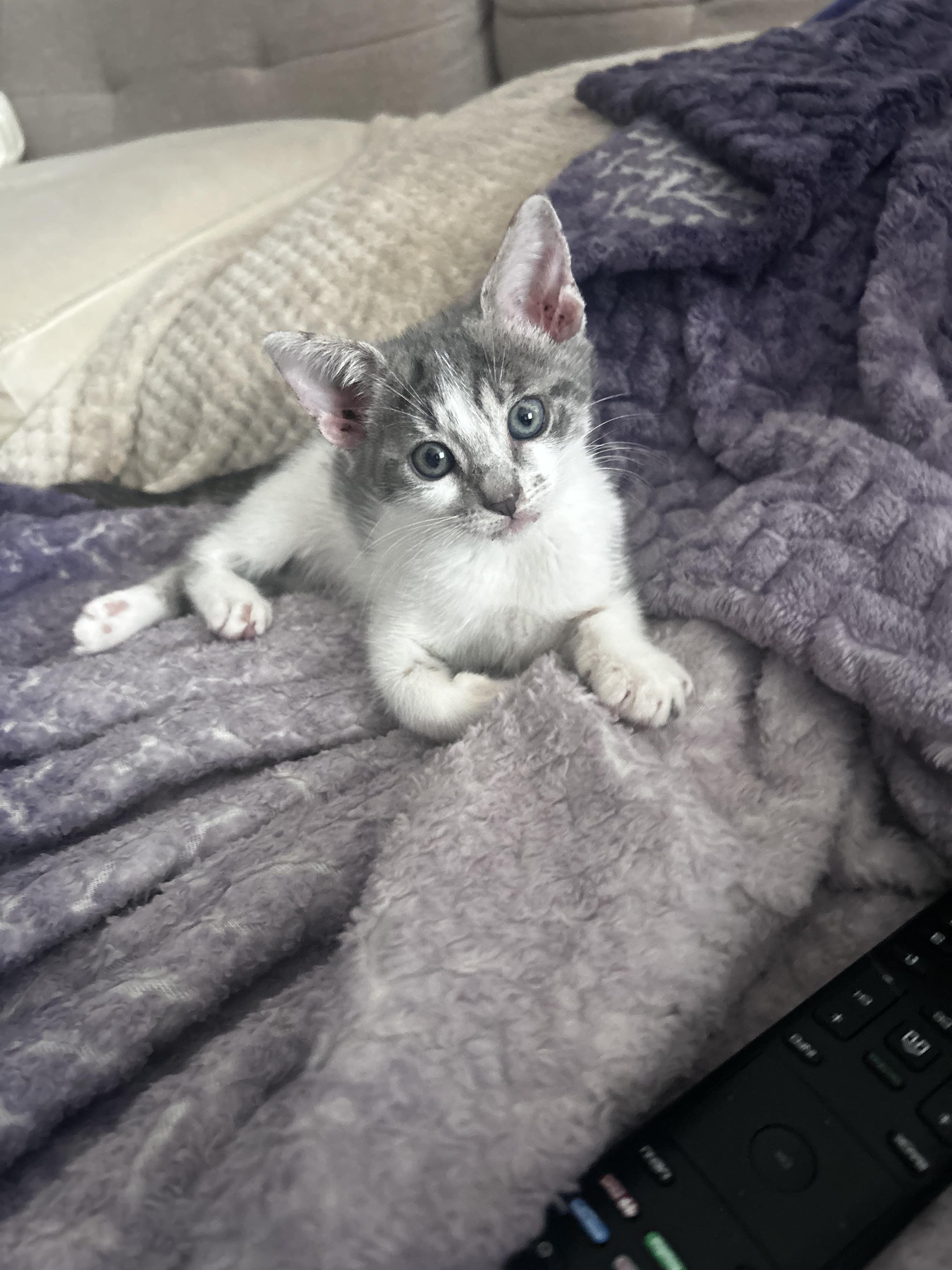 Enlarge Bluebelle - The Tiny Sweetheart, a Adoptable American Shorthair in Boca Raton, FL image 6/6