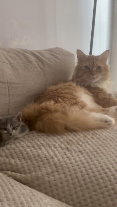 Enlarge Bluebelle - The Tiny Sweetheart, a Adoptable American Shorthair in Boca Raton, FL video 5/6