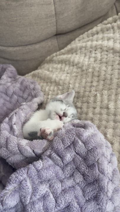 Enlarge Bluebelle - The Tiny Sweetheart, a Adoptable American Shorthair in Boca Raton, FL video 3/6