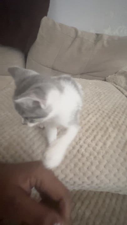 Enlarge Bluebelle - The Tiny Sweetheart, a Adoptable American Shorthair in Boca Raton, FL video 4/6