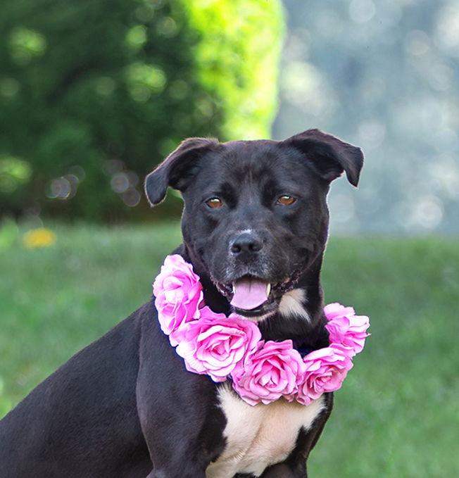 Enlarge Morgan, a Adoptable mixed breed in Coatesville, PA image 1/3