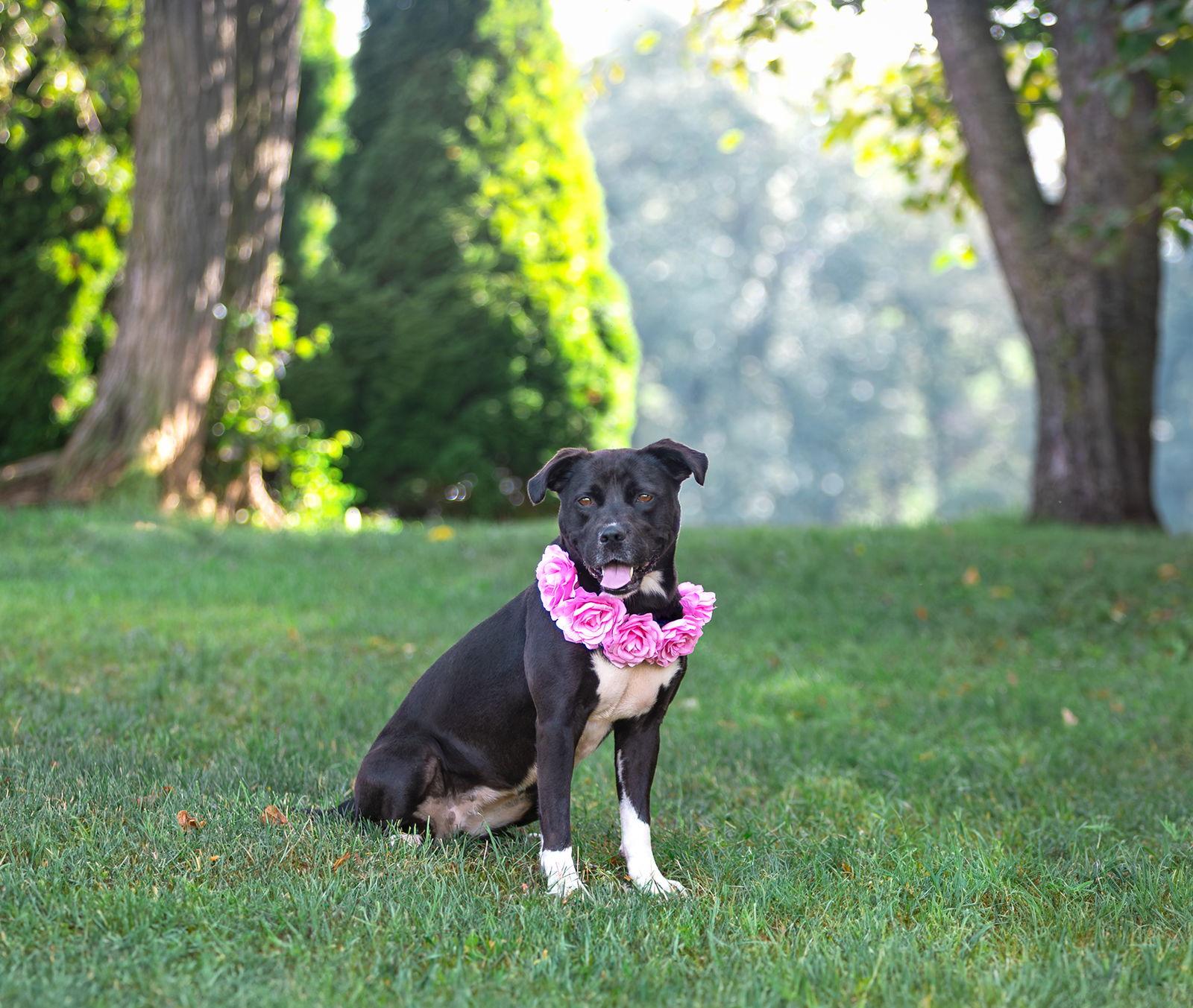 Enlarge Morgan, a Adoptable mixed breed in Coatesville, PA image 2/3